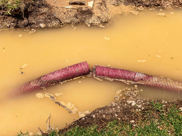 Best Carpet water damage restoration  in Castle Pines Village, CO